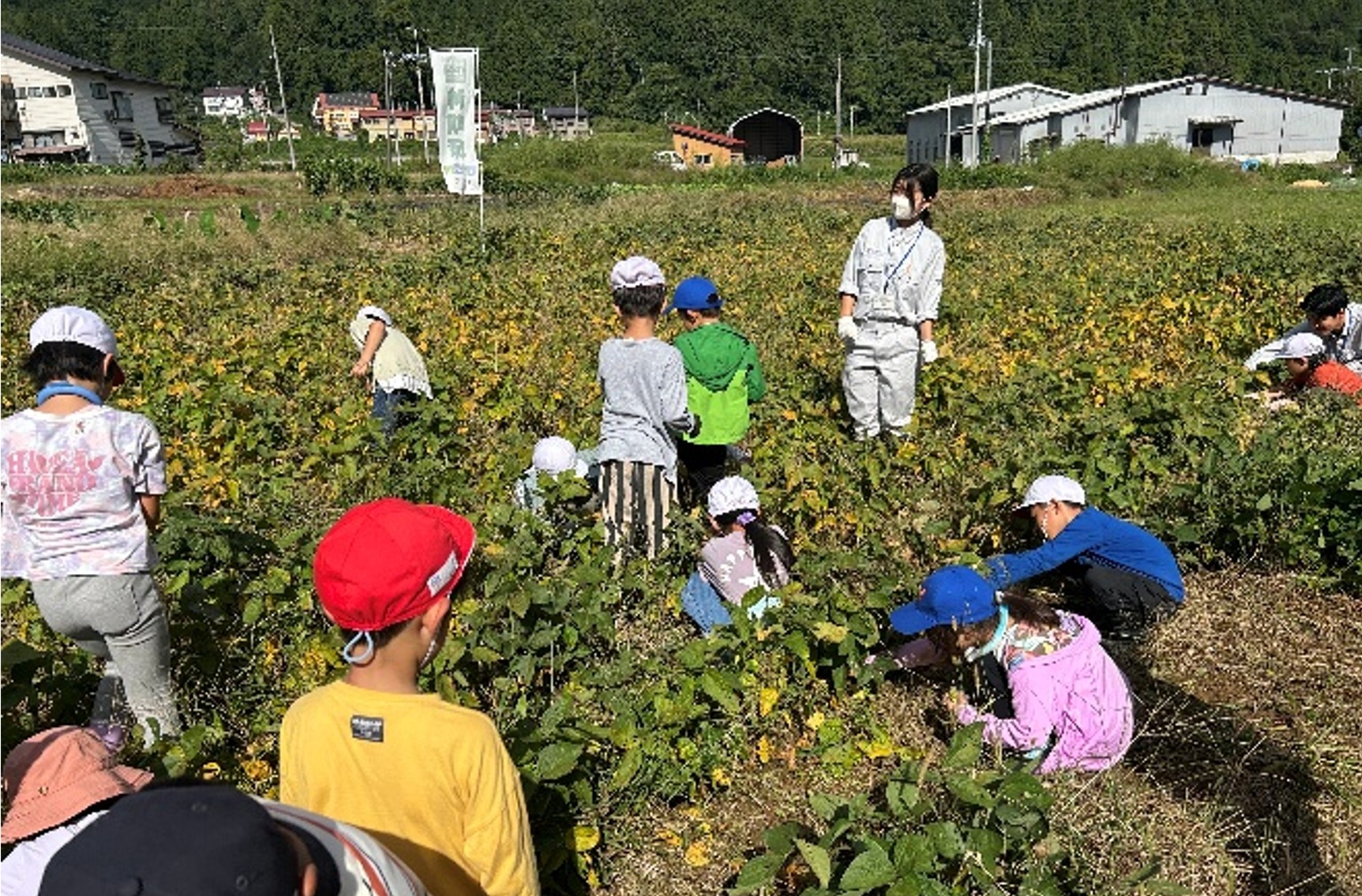 一生懸命に収穫をする子どもたち