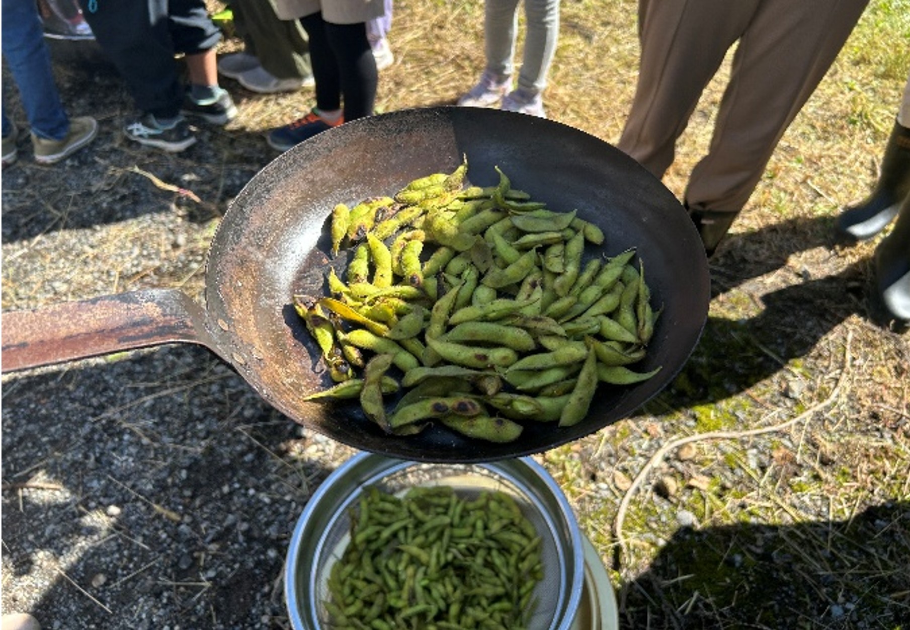 収穫された大豆（枝豆）