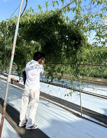 画像_じねんじょの生育状況を確認中