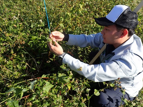 画像_そばの成熟期調査
