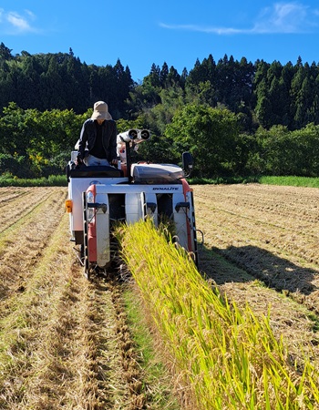 画像_研修での収穫作業
