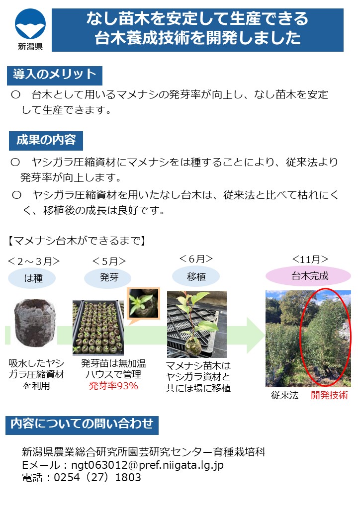 なし苗木を安定して生産できる台木養成技術を開発しました