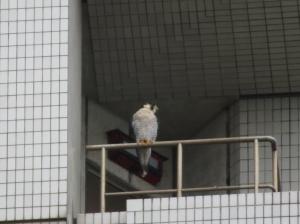 手すりにとまるハヤブサ