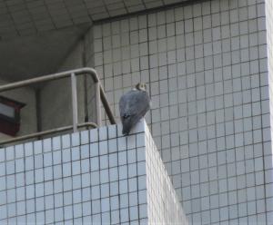 県庁の角で休むハヤブサ