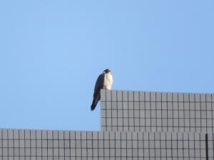 朝日を浴びるハヤブサ