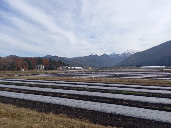 初冬のスイカ畑