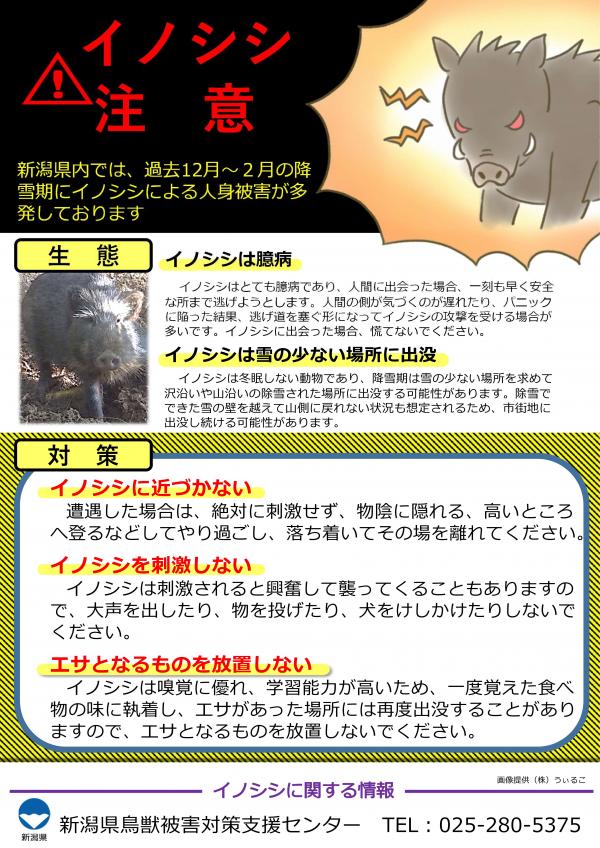 イノシシチラシ