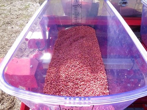 2601画像1_種もみ（殺虫殺菌忌避剤塗沫済）