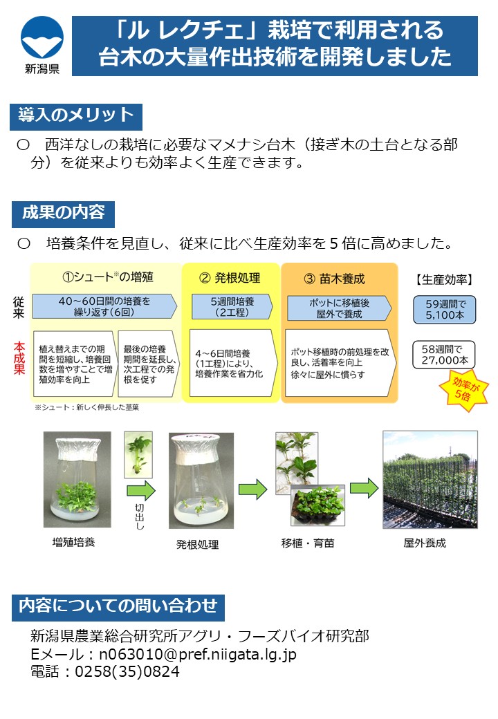ルレクチェ栽培で利用される台木の大量作出技術を開発しました