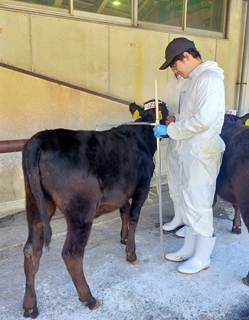 2601画像_和牛子牛の体格を測定しています