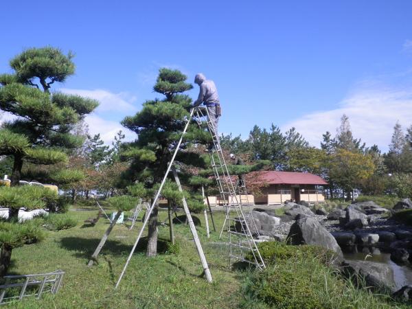 樹木管理