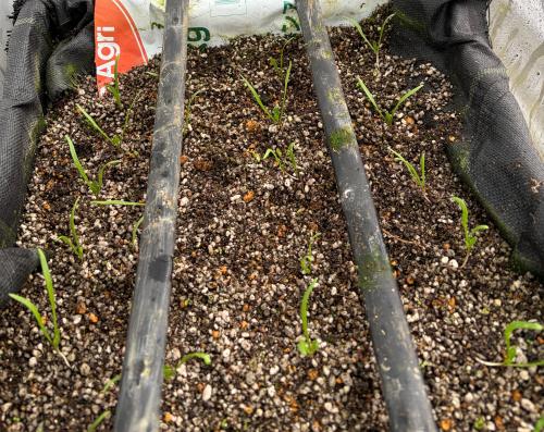 ほうれんそうの様子