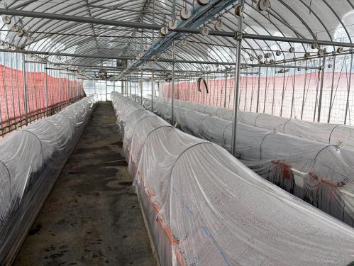 ハウス内の様子