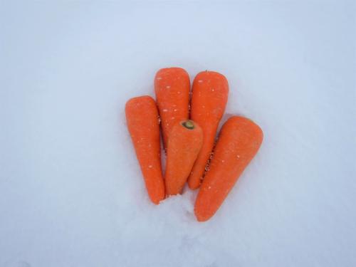 雪上のにんじん