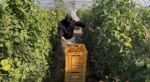 トマト収穫作業