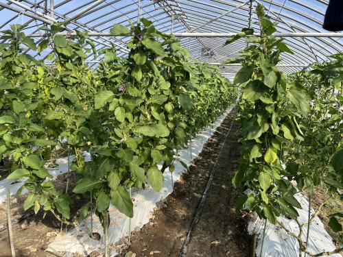 丁寧に仕立てられたなす