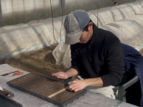 野菜苗　種作業中