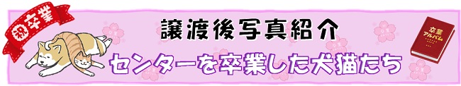 譲渡後犬猫写真バナー