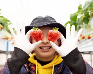 超大粒な越後姫