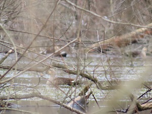 カルガモの画像