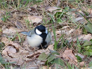 シジュウカラの画像
