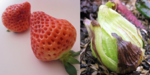 いちご・ふきのとう