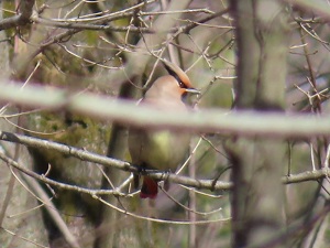 ヒレンジャクの画像