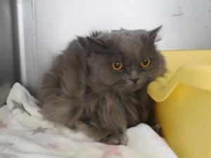 フォーチューン