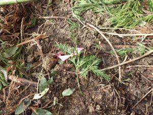 近くでつくったアテビ苗