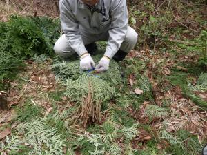 穂木をまとめる