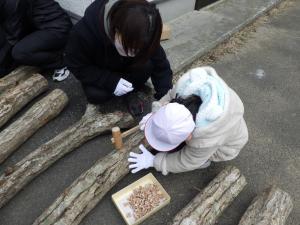 しいたけ駒打ち体験