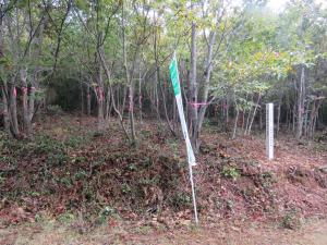 きれいになった林