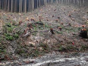 主伐後アテビを植栽した様子