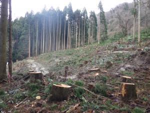 主伐後の様子