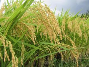 稲穂