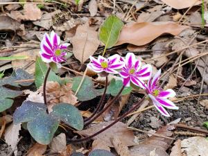 県庁の森に咲いた雪割草2
