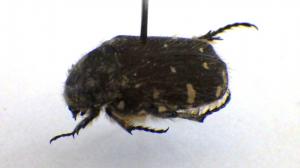 コアオハナムグリの標本の画像