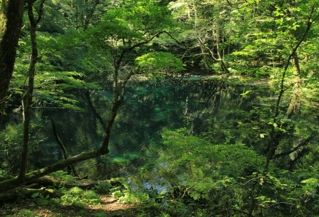 白神山地の画像