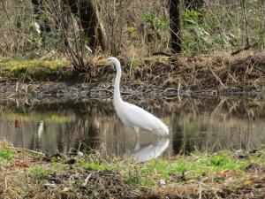 池の中のダイサギ