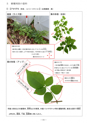 樹種判別資料 サンプル