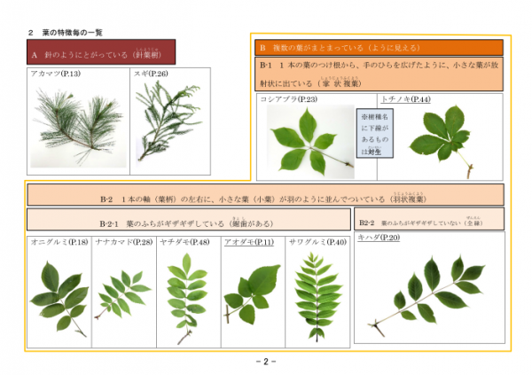 葉の特徴毎の一覧 サンプル