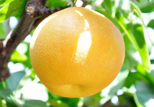 Pear Japan2_