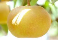 Pear Japan一覧
