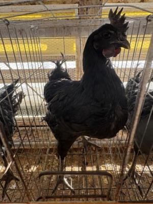 およそ8カ月齢メス