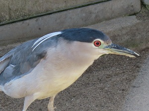 ゴイサギの画像