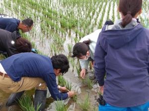 田植え調査