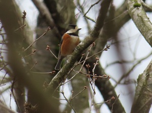 ヤマガラの画像