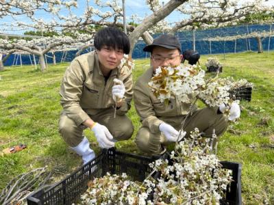 ナシの花採り