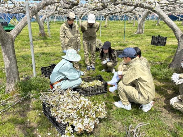 ナシの花採り