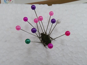 コアオハナムグリの標本の画像